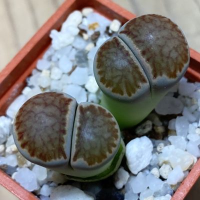 SH35421 Lithops julii ‘Kikushogiyoku’ hybrid