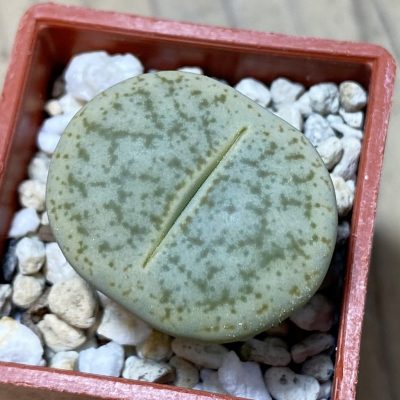 SH35405 Lithops pseudotruncatella v. archerae
