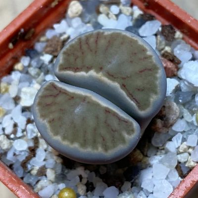 SH35422 Lithops julii ‘Kikushogiyoku’ hybrid