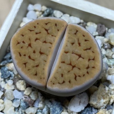 SH35423 Lithops karasmontana