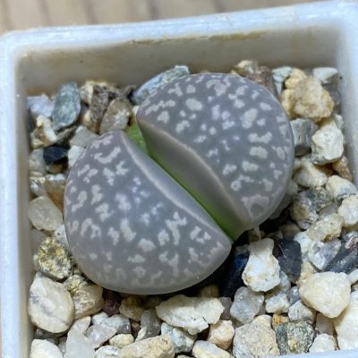 SH35424 Lithops marmorata v. framesii