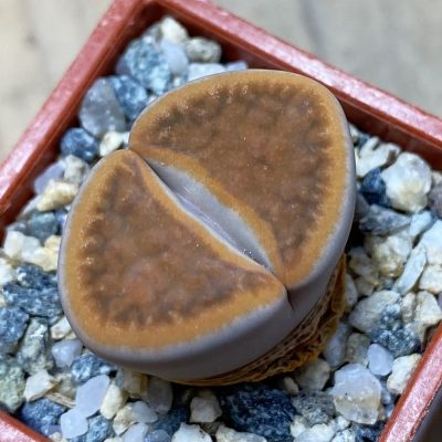 SH35425 Lithops karasmontana 'Orange'