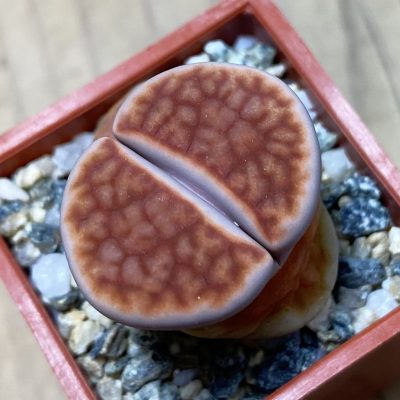 SH35426 Lithops karasmontana -Grunau-