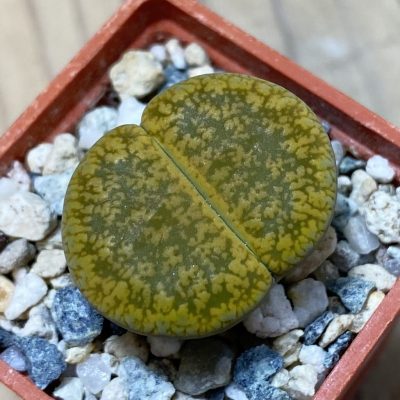 SH35427 Lithops aucampiae 'Jackson's Jade'