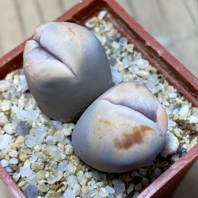 SH35428 Lithops karasmontana f. monstrosa