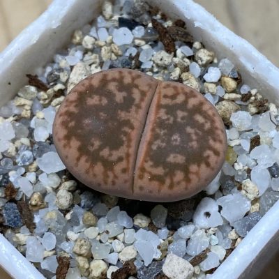 SH35429 Lithops gesinae 'Orang'