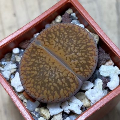 SH35430 Lithops aucampiae