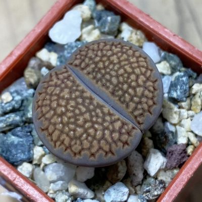 SH35431 Lithops hallii