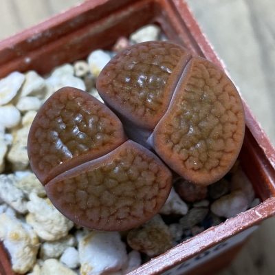 SH35406 Lithops hookeri