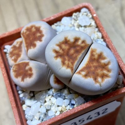 SH35432 Lithops karasmontana v. lateritia f. monstrosa