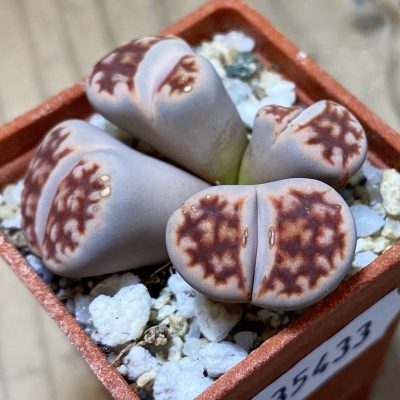 SH35433 Lithops karasmontana v. lateritia f. monstrosa
