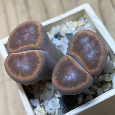 SH35434 Lithops karasmontana ‘Bella Fenestrata’