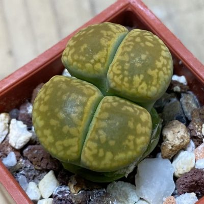 SH35435 Lithops aucampiae 'Jackson's Jade'