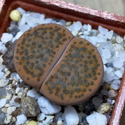 SH35436 Lithops fulviceps C266