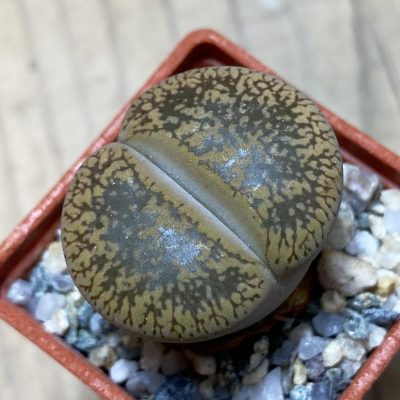 SH35437 Lithops aucampiae