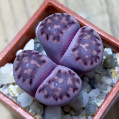 SH35438 Lithops salicola ‘Sato’s Violet’ hybrid