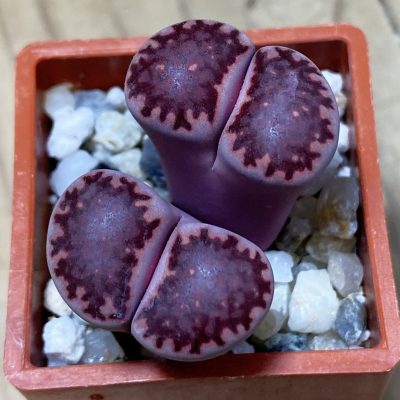 SH35439 Lithops salicola ‘Sato’s Violet’ hybrid