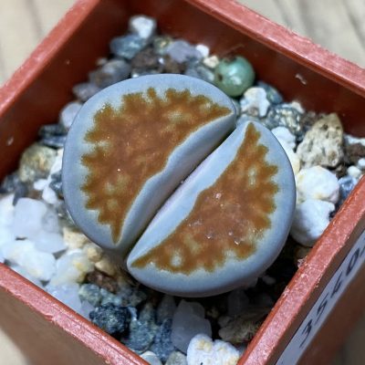 SH35407 Lithops karasmontana 'Top Red'
