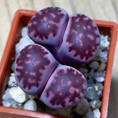 SH35440 Lithops salicola ‘Sato’s Violet’ hybrid