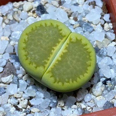 SH35441 Lithops hallii 'Yellow Biscuit' select form