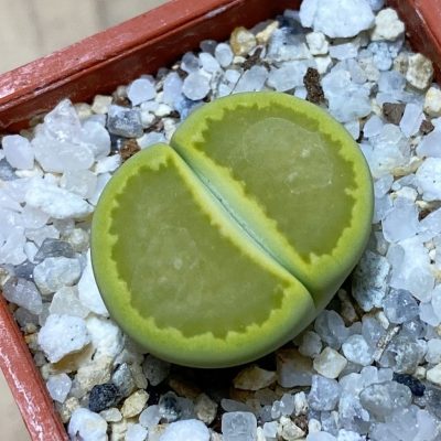 SH35442 Lithops hallii 'Yellow Biscuit' select form