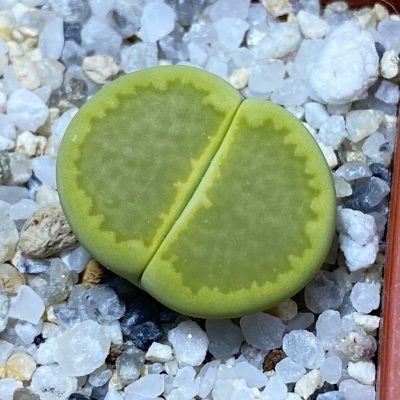 SH35443 Lithops hallii 'Yellow Biscuit' select form