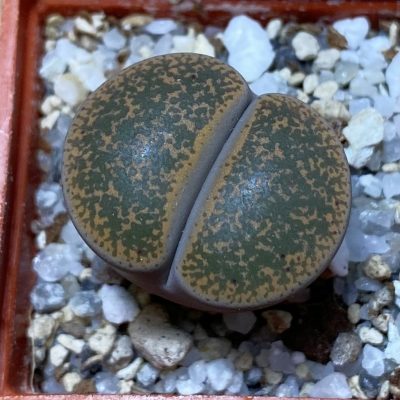 SH35444 Lithops lesliei v. minor