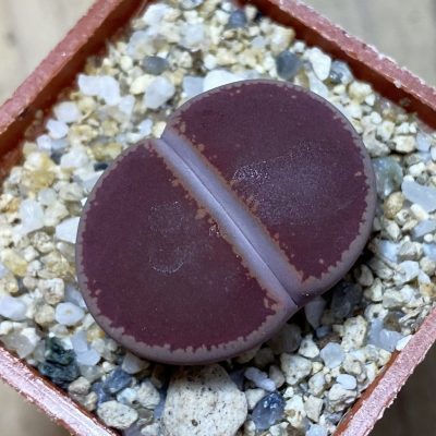 SH35445 Lithops aucampiae 'Ko'