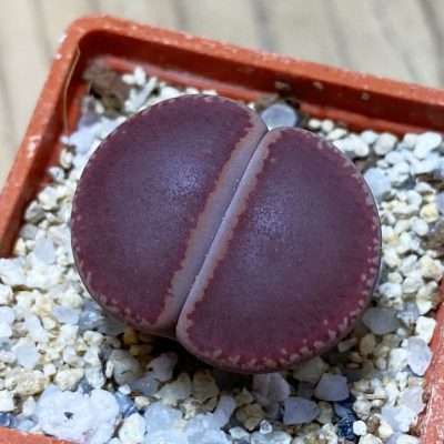 SH35446 Lithops aucampiae 'Ko'