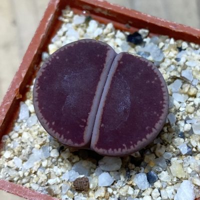 SH35447 Lithops aucampiae 'Ko'