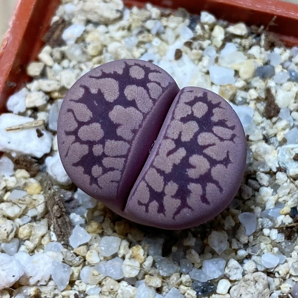 SH35448 Lithops otzeniana ‘Cesky Granat’
