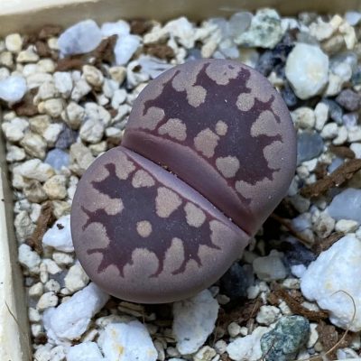 SH35449 Lithops otzeniana ‘Cesky Granat’