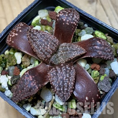 SH35529 Haworthia picta -Japan-