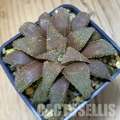 SH35531 Haworthia parxiana hybrid