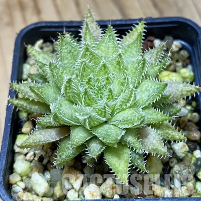 SH35532 Haworthia herbacea, seedling