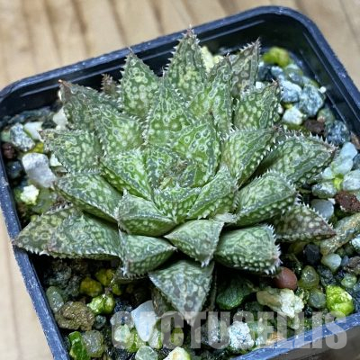 SH35533 Haworthia hybrid