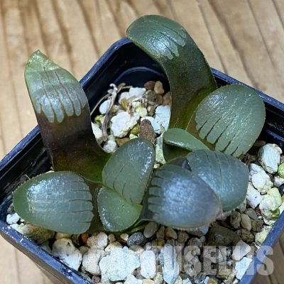 SH35534 Haworthia springbokvlakensis