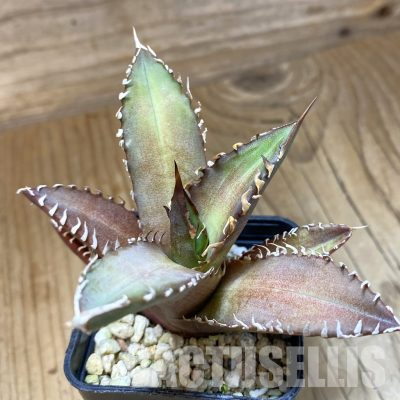 SH35499 Agave titanota ‘Red Catweazle’