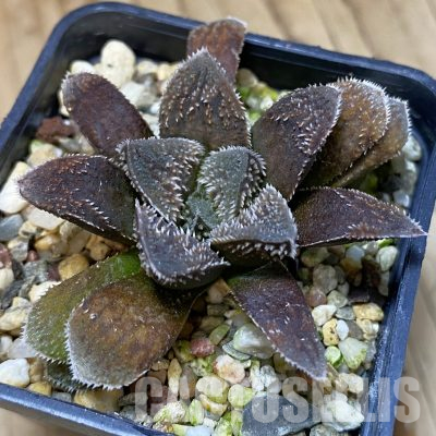 SH35537 Haworthia 'Kegani' hybrid