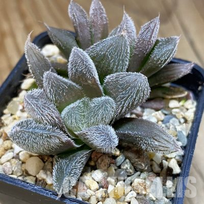 SH35538 Haworthia cooperi v. venusta