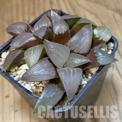 SH35539 Haworthia bayeri