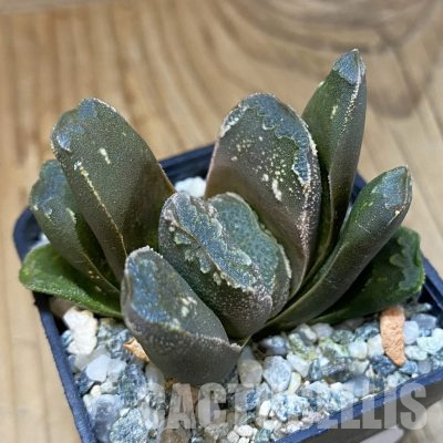 SH35540 Haworthia truncata x splendens