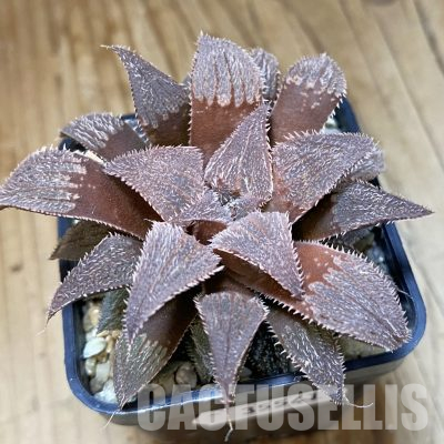 SH35541 Haworthia wimii hybrid
