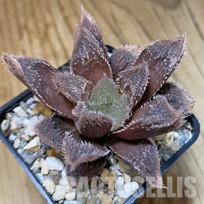 SH35543 Haworthia 'Hakuteijyo' hybrid