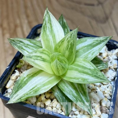 SH35544 Haworthia cymbiformis f. variegata