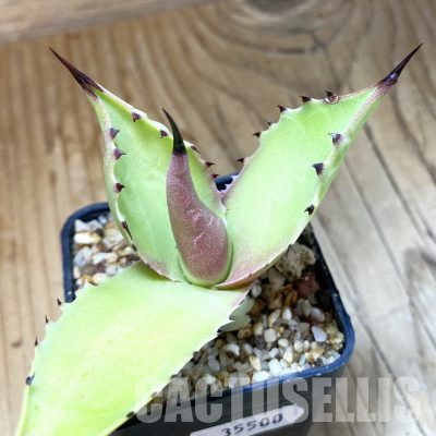 SH35500 Agave sp. magnifica