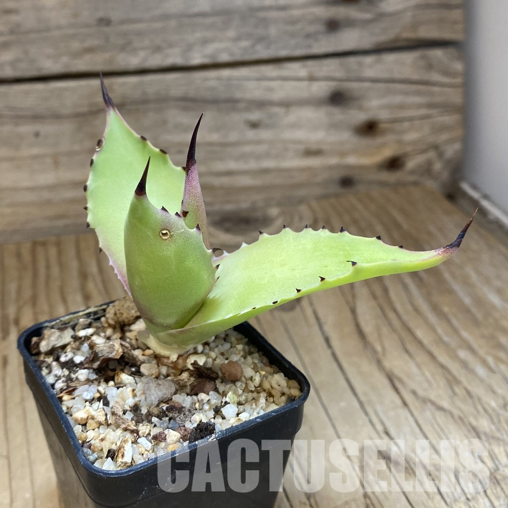 SH35500 Agave sp. magnifica - Image 2