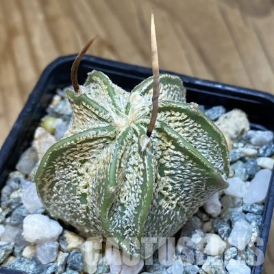 SH35550 Astrophytum capricorne v. niveum MZ 131