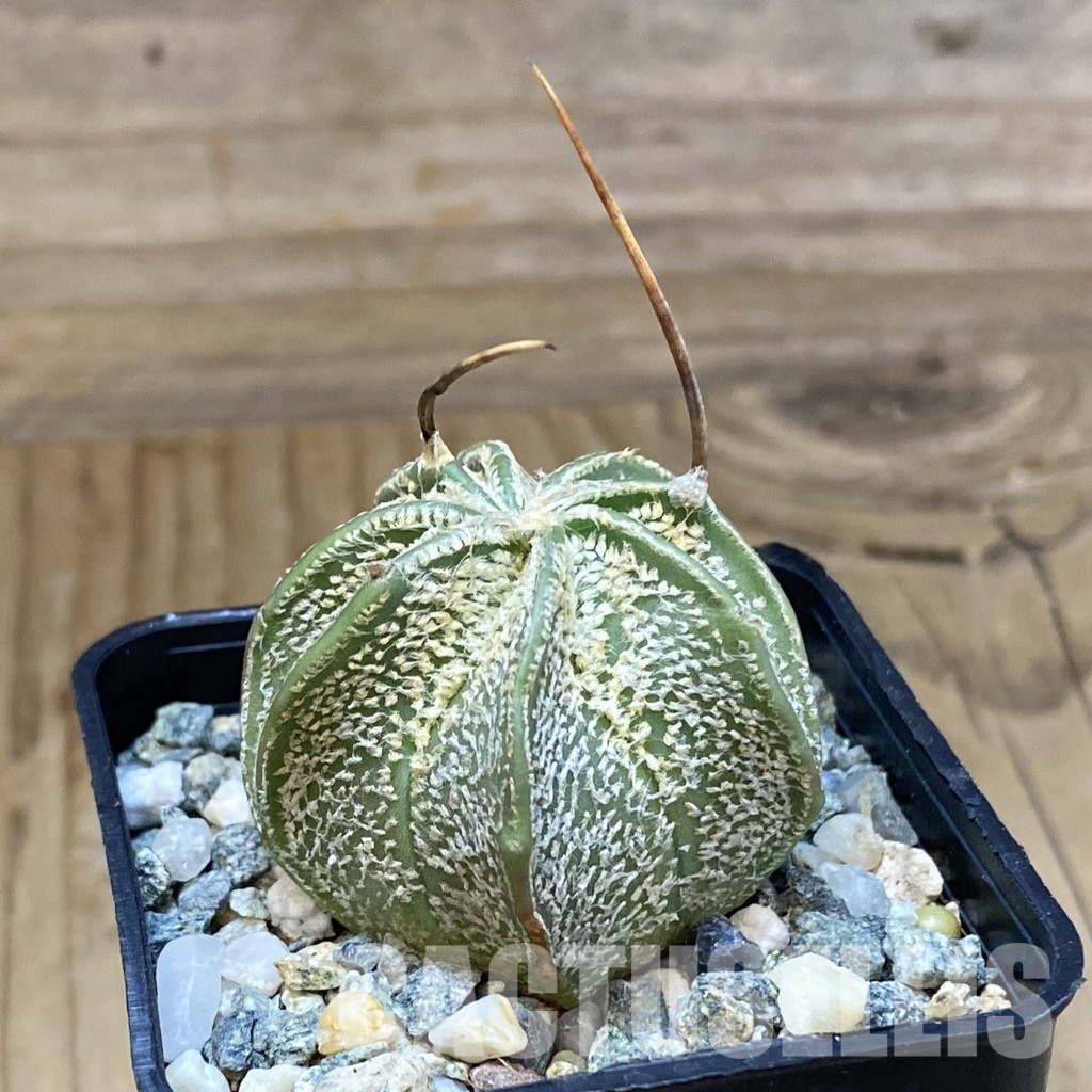 SH35550 Astrophytum capricorne v. niveum MZ 131 - Image 2