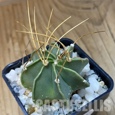 SH35551 Astrophytum senile v. aureum